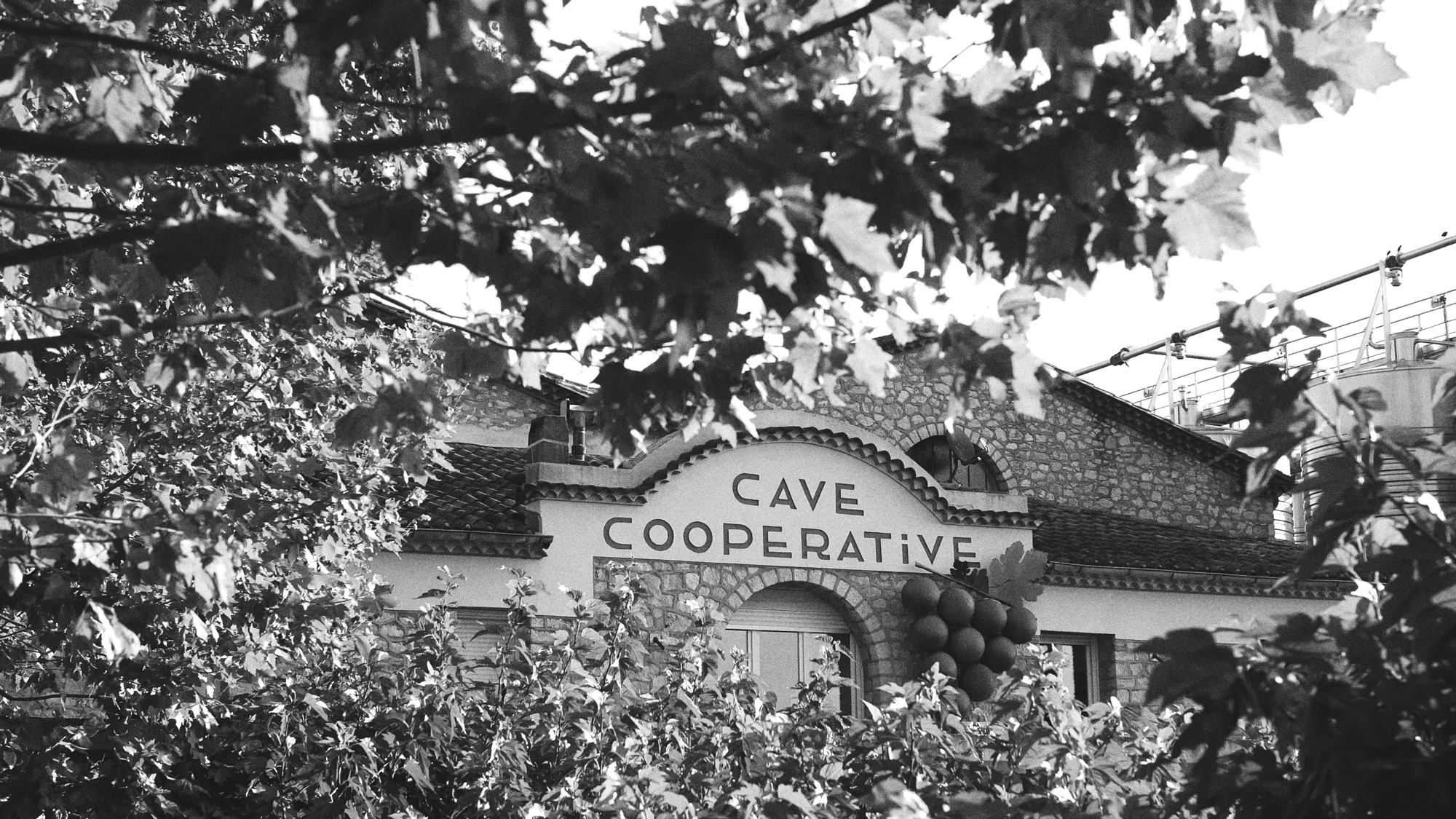 Les Vignerons du Narbonnais - cave coopérative à Ouveillan - vins de Narbonne - La cave d'Ouveillan