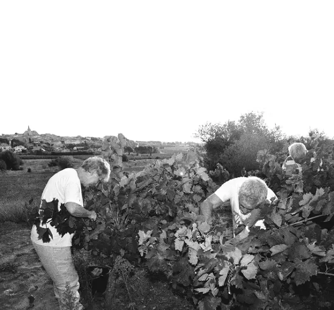 Récolte du raisin par les Vignerons du Narbonnais